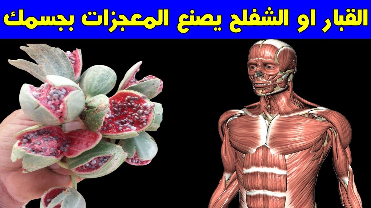 عشبة القبار لعلاج الديسك حقيقة ام خرافة قد تضرك , ما هي عشبه القبار حقيقه او خرافه