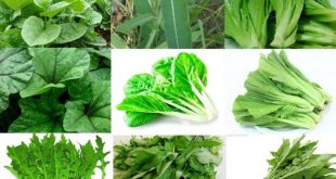منافع الخضراوات الورقية الخضراء "خارقة" | مجلة سيدتي