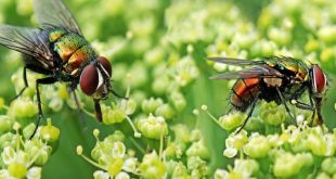 تفسير حلم الحشرات الطائره في المنام - مجلة رجيم